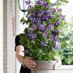 Clematis 'Taiga' (PBR) 17 Clematis 'Taiga' (PBR) -Garden Supplies Sales 2024 pl2000028061 card7 lg