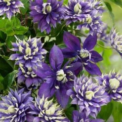 Clematis 'Taiga' (PBR) 18 Clematis 'Taiga' (PBR) -Garden Supplies Sales 2024 pl2000028061 card8 lg
