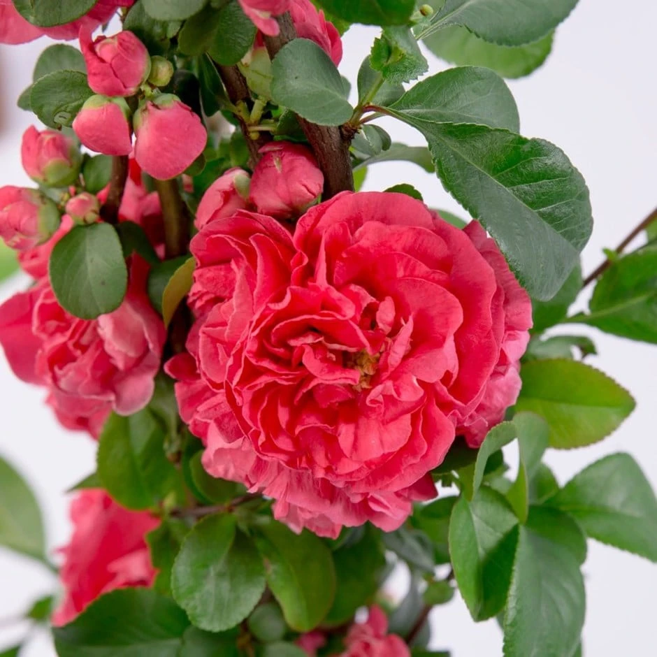 Chaenomeles Speciosa 'Pink Storm' (PBR) 3 Chaenomeles Speciosa 'Pink Storm' (PBR)