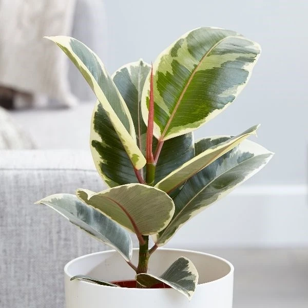 Ficus Elastica 'Tineke' 3 Ficus Elastica 'Tineke'