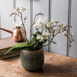 Phalaenopsis 'White Willd Orchid' -Garden Supplies Sales 2024 pl2000028180 card3 lg