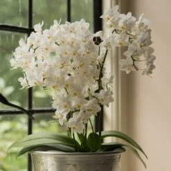 Phalaenopsis 'White Willd Orchid' -Garden Supplies Sales 2024 pl2000028180 card6 lg