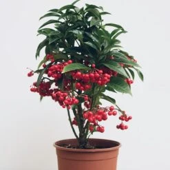 Ardisia Crenata 'Queen Star' (PBR) -Garden Supplies Sales 2024 pl2000028194 card3 lg