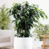 Ficus Benjamina 'Danielle' (PBR) 1 Ficus Benjamina 'Danielle' (PBR) -Garden Supplies Sales 2024 pl2000028196