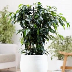 Ficus Benjamina 'Danielle' (PBR)