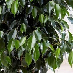 Ficus Benjamina 'Danielle' (PBR) -Garden Supplies Sales 2024 pl2000028196 card3 lg