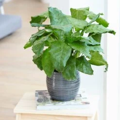 Calathea Network ('Pp0005') (PBR) 7 Calathea Network ('Pp0005') (PBR) -Garden Supplies Sales 2024 pl2000028198 card3 lg