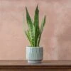 Sansevieria Zeylanica -Garden Supplies Sales 2024 pl2000028199
