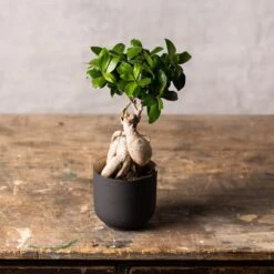 Ficus Microcarpa 'Ginseng' -Garden Supplies Sales 2024 pl2000028200 card3 lg