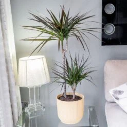 Dracaena Marginata 'Magenta' -Garden Supplies Sales 2024 pl2000028204 card3 lg