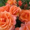 Rosa Scent From Heaven ('Chewbabaluv') (PBR) -Garden Supplies Sales 2024 pl2000028209