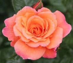 Rosa Scent From Heaven ('Chewbabaluv') (PBR) -Garden Supplies Sales 2024 pl2000028209 card3 lg