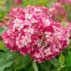 Hydrangea Arborescens Ruby Annabelle ('Ncha3') (PBR) 1 Hydrangea Arborescens Ruby Annabelle ('Ncha3') (PBR) -Garden Supplies Sales 2024 pl2000028434