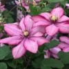 Clematis Paradiso ('Zo11154') (PBR) 1 Clematis Paradiso ('Zo11154') (PBR) -Garden Supplies Sales 2024 pl2000028748