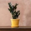 Zamioculcas Zamiifolia Raven ('Dowon') (PBR) -Garden Supplies Sales 2024 pl2000028845