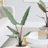 Alocasia Lauterbachiana -Garden Supplies Sales 2024 pl2000030497