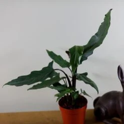 Alocasia Lauterbachiana 9 Alocasia Lauterbachiana -Garden Supplies Sales 2024 pl2000030497 card4 lg