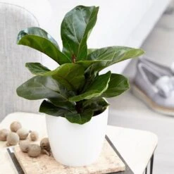 Ficus Lyrata 'Bambino' (PBR) -Garden Supplies Sales 2024 pl2000030498 card3 lg