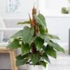 Philodendron Erubescens 'Red Emerald' -Garden Supplies Sales 2024 pl2000030531