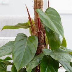 Philodendron Erubescens 'Red Emerald' -Garden Supplies Sales 2024 pl2000030531 card2 lg