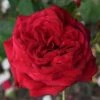 Rosa Loving Memory ('Korgund81') 2 Rosa Loving Memory ('Korgund81') -Garden Supplies Sales 2024 pl2000030583
