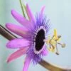 Passiflora 'Amethyst' 1 Passiflora 'Amethyst' -Garden Supplies Sales 2024 pl2000031554