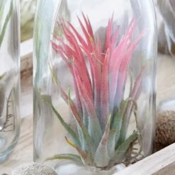 Air Plant In A Glass Bottle -Garden Supplies Sales 2024 pl2000031726 card3 lg