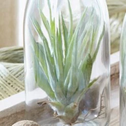 Air Plant In A Glass Bottle -Garden Supplies Sales 2024 pl2000031726 card5 lg