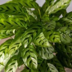 Goeppertia Concinna -Garden Supplies Sales 2024 pl2000031750 card4 lg