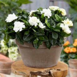 Gardenia Jasminoides -Garden Supplies Sales 2024 pl2000031758 card4 lg