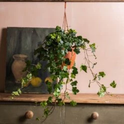 Hedera Helix 'Wonder' -Garden Supplies Sales 2024 pl2000032009 card3 lg