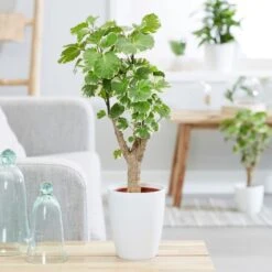 Polyscias Scutellaria 'Balfourii'