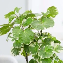 Polyscias Scutellaria 'Balfourii' -Garden Supplies Sales 2024 pl2000032015 card3 lg