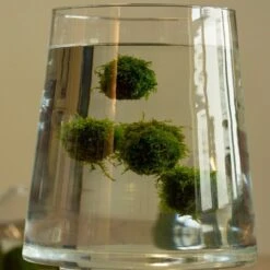 Floating Ball With Javamoss