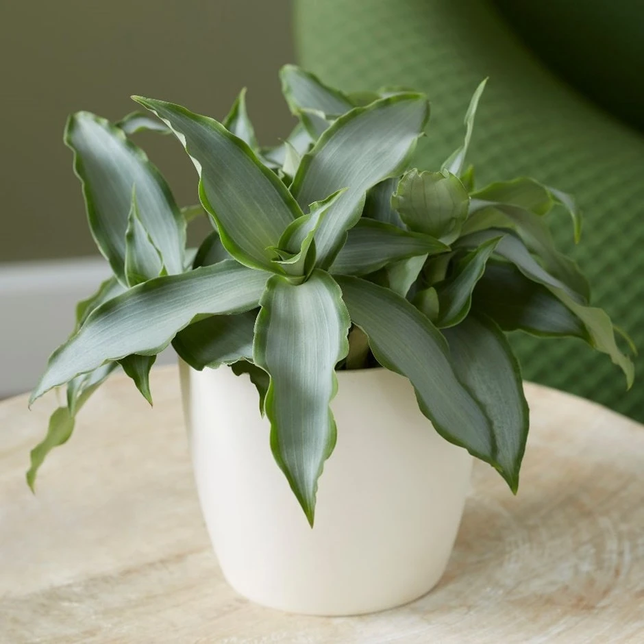 Murdannia Loriformis Bright Star ('Ppimur004') 3 Murdannia Loriformis Bright Star ('Ppimur004')