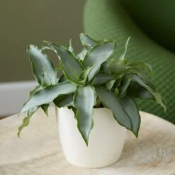 Murdannia Loriformis Bright Star ('Ppimur004') 7 Murdannia Loriformis Bright Star ('Ppimur004') -Garden Supplies Sales 2024 pl2000032030 card3 lg