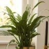 Aglaonema 'Cutlass' -Garden Supplies Sales 2024 pl2000032037