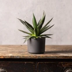 Agave 'Shaka Zulu' -Garden Supplies Sales 2024 pl2000032043 card3 lg