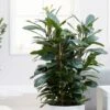 Ficus Cyathistipula -Garden Supplies Sales 2024 pl2000032064