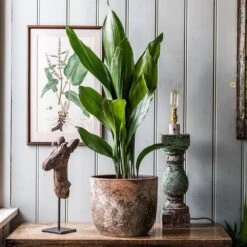 Aspidistra Elatior -Garden Supplies Sales 2024 pl2000032065 card4 lg