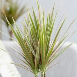 Dracaena Marginata 'Bicolor' -Garden Supplies Sales 2024 pl2000032066 card3 lg