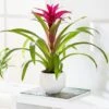 Guzmania 'Voilà ' 2 Guzmania 'Voilà ' -Garden Supplies Sales 2024 pl2000032081