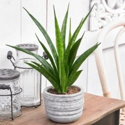Sansevieria Kirkii 'Friends' -Garden Supplies Sales 2024 pl2000032083 card3 lg