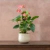 Anthurium Pink Champion ('Antinkeles') (PBR) -Garden Supplies Sales 2024 pl2000032090