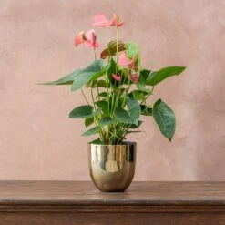 Anthurium Pink Champion ('Antinkeles') (PBR) -Garden Supplies Sales 2024 pl2000032090 card3 lg