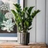 Zamioculcas Zamiifolia 2 Zamioculcas Zamiifolia -Garden Supplies Sales 2024 pl2000032091