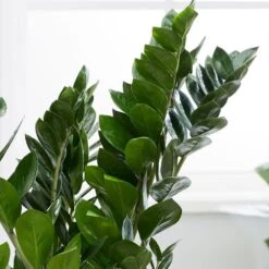 Zamioculcas Zamiifolia 10 Zamioculcas Zamiifolia -Garden Supplies Sales 2024 pl2000032091 card4 lg