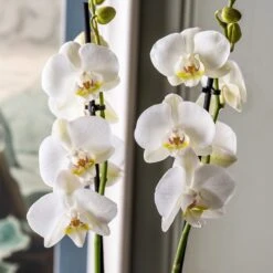 Phalaenopsis Grandiflorum 'White' -Garden Supplies Sales 2024 pl2000032092 card2 lg
