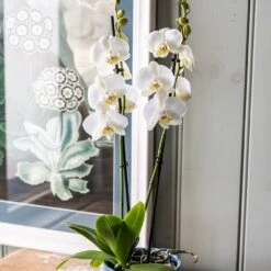 Phalaenopsis Grandiflorum 'White' -Garden Supplies Sales 2024 pl2000032092 card3 lg