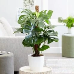 Monstera Deliciosa -Garden Supplies Sales 2024 pl2000032789 card4 lg